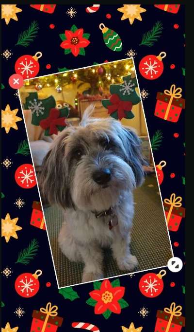 Dogorama Photo Challenge - Bescherung-Beitrag-Bild