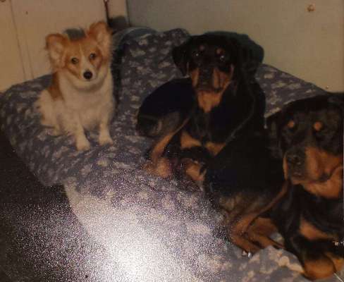 Fotochallenge - fremde Hunde-Beitrag-Bild