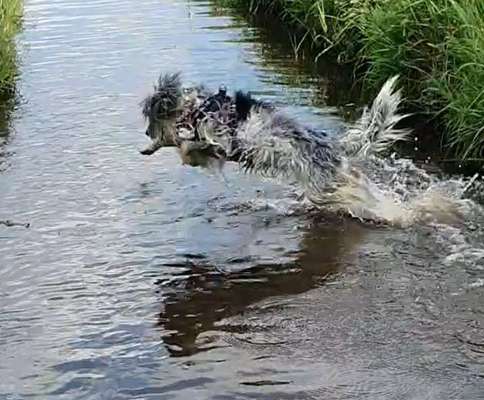 Fotosammlung: ,,Der natürliche Hund" Unbearbeitet, ungestellt und in Natura-Beitrag-Bild