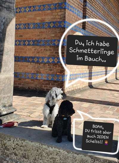 Hunde Memes-Beitrag-Bild