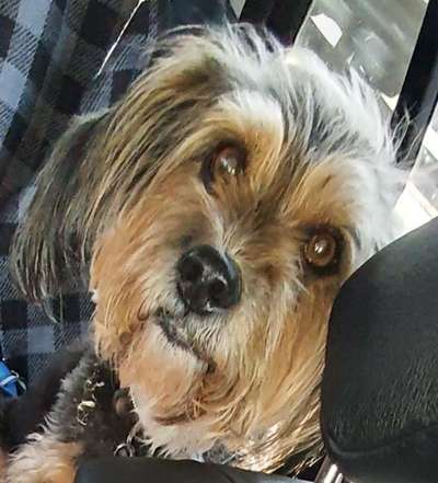 Unsere Fellnasen im Regenbogenland-Beitrag-Bild