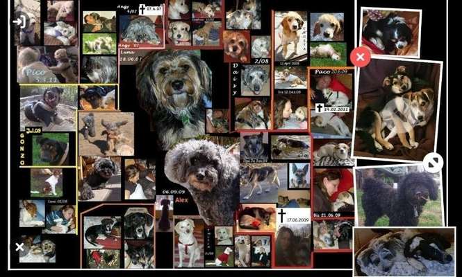 Mischlinge - wo habt Ihr Eure gefunden?-Beitrag-Bild