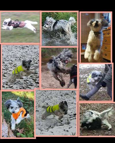 17. Collage Challenge / Springende Fellnasen-Beitrag-Bild