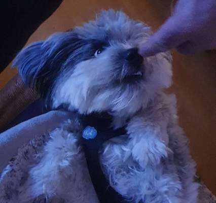 lustige Hunde Fotos-Beitrag-Bild