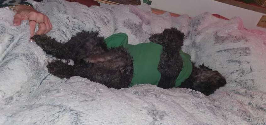 Hands,äh Pfoten up in the Air-Beitrag-Bild