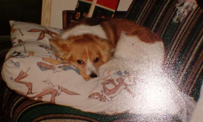 Unsere Fellnasen im Regenbogenland-Beitrag-Bild