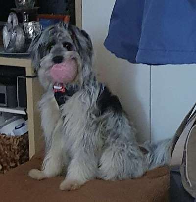 Euer Hund und sein Lieblingskuscheltier-Beitrag-Bild