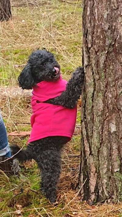 Handy Foto Challenge Nr. 49: Mein Freund der Baum-Beitrag-Bild