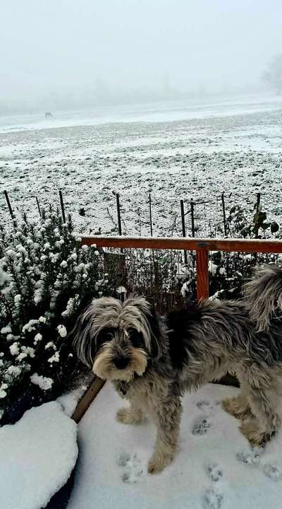 Dogorama Photo Challenge - Winterstimmung-Beitrag-Bild