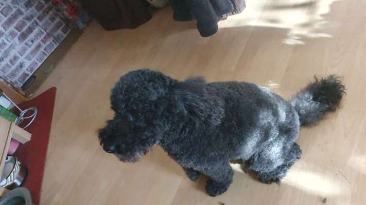 Vor dem Friseur - nach dem Friseur-Beitrag-Bild