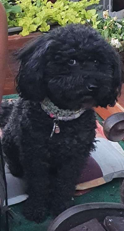 Wie heißt dein Hund?-Beitrag-Bild