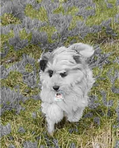 6. Farben Foto Challenge: "ColourKey Effekt"-Beitrag-Bild