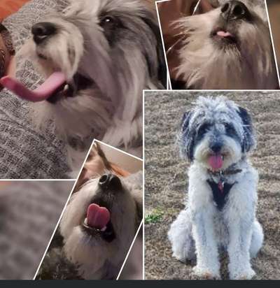 18. Collagen Challenge - Zunge raus!-Beitrag-Bild