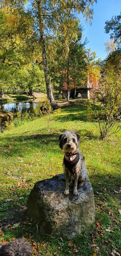31. Collagen Challenge - Bänke/ Steine /Baumstümpfe-Beitrag-Bild