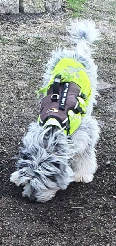 Dogorama Photo Challenge- Der Nase nach-Beitrag-Bild