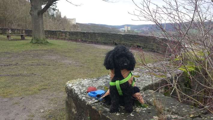 Winterkleidung Hund-Beitrag-Bild