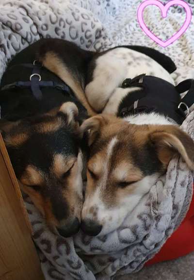 Hier ist der Spaßthread. Zum Schmunzeln und Kaputtlachen-Beitrag-Bild