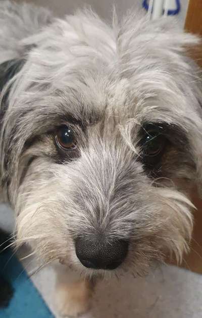 Zeigt mir die tollste Nahaufnahme von eurer Fellnase-Beitrag-Bild