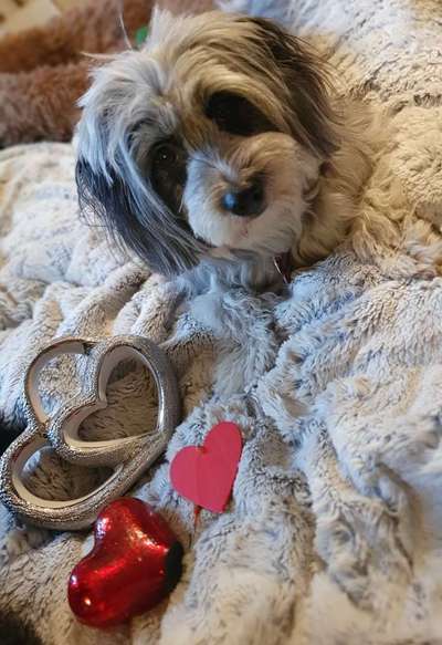 Valentins Wuffis-Beitrag-Bild