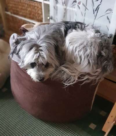 Dogorama Photo Challenge - Rund-Beitrag-Bild