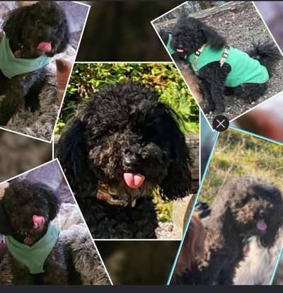 18. Collagen Challenge - Zunge raus!-Beitrag-Bild