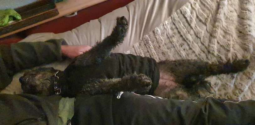 Hands,äh Pfoten up in the Air-Beitrag-Bild