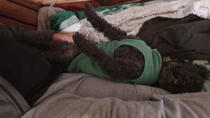 Dogorama Photo Challenge - Frühjahrsmüdigkeit-Beitrag-Bild