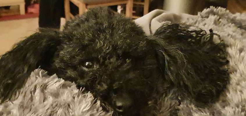 Alles rund um den Pudel-Beitrag-Bild