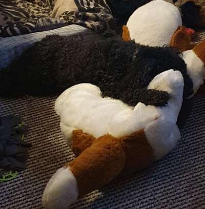 Euer Hund und sein Lieblingskuscheltier-Beitrag-Bild