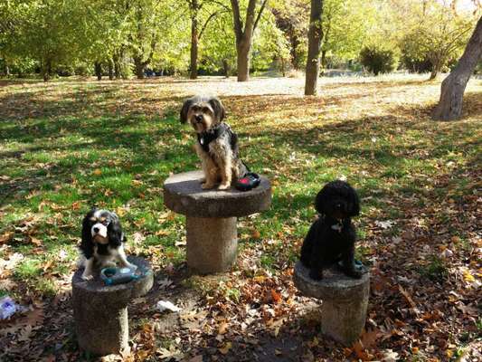 Die wunderschöne Welt mit Hund.-Beitrag-Bild