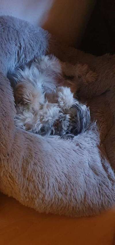 Hands,äh Pfoten up in the Air-Beitrag-Bild