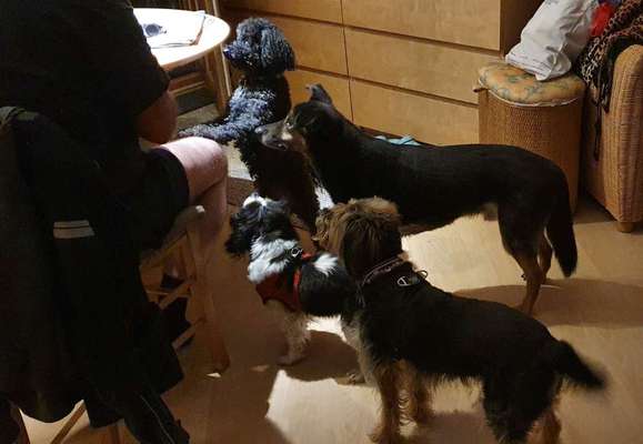 31. Handy - Fotochallenge
Vierbeiner mit am Tisch-Beitrag-Bild