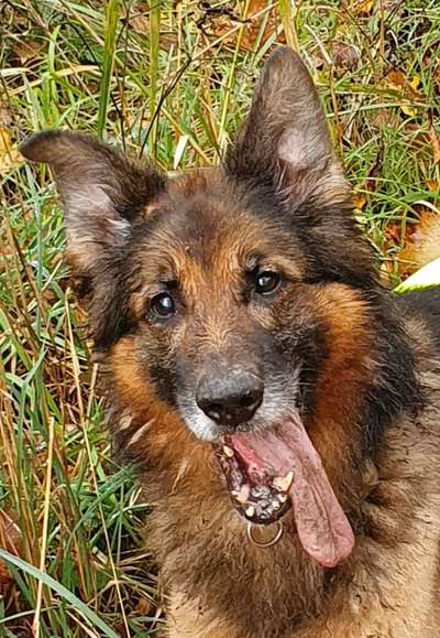 Tongue Out Tuesday-Beitrag-Bild