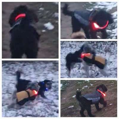 Beleuchtung beim Gassigang-Beitrag-Bild