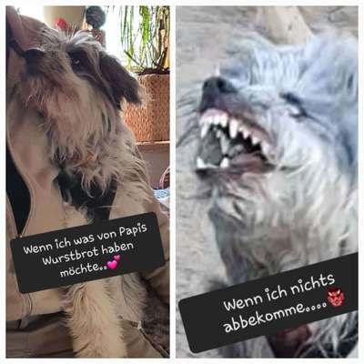 Hunde Memes-Beitrag-Bild