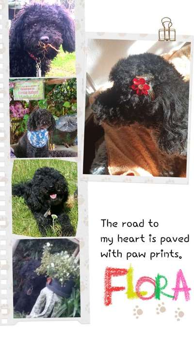 27. Collagen Challenge - Dein Hund mit Blume(n)-Beitrag-Bild