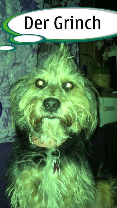 Hunde Memes-Beitrag-Bild