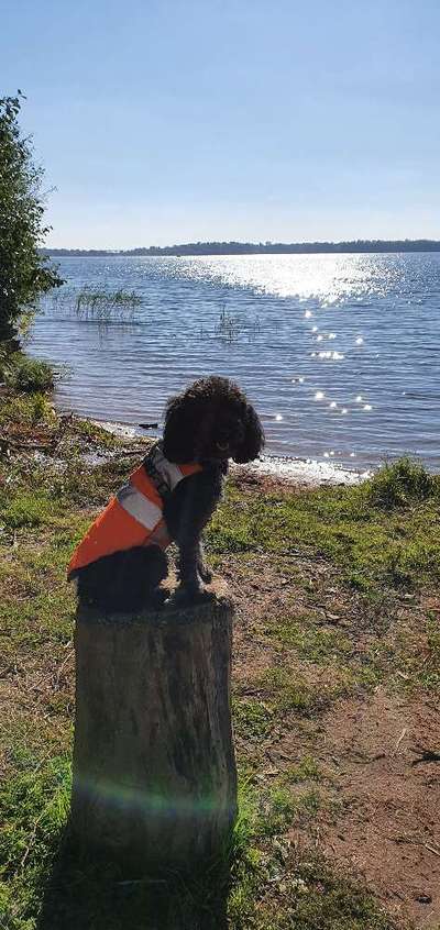 31. Collagen Challenge - Bänke/ Steine /Baumstümpfe-Beitrag-Bild