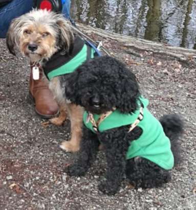 Mischlinge - wo habt Ihr Eure gefunden?-Beitrag-Bild