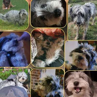 20. Collagen Challenge - "Lustige Schnappschüsse"-Beitrag-Bild