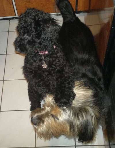 Vertrauen zwischen Hund und Halter-Beitrag-Bild