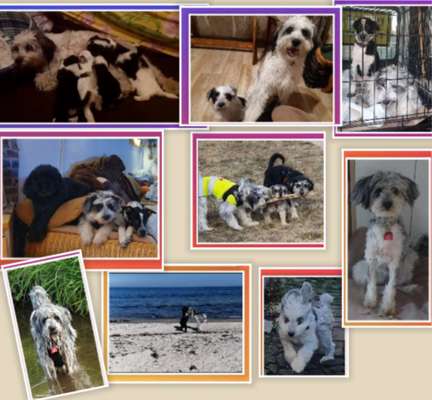 11. Collagen-Challenge
Dein*e Hund*e in verschiedenen Lebensphasen-Beitrag-Bild