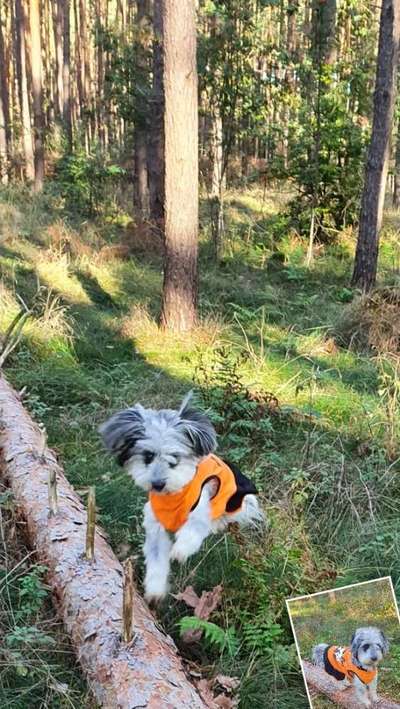 Wald Bild-Beitrag-Bild