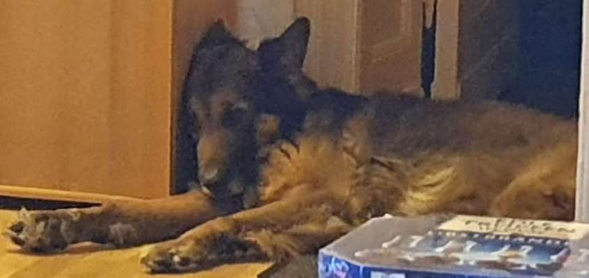 Foto Challenge 112 
ungewöhnliche Schlafplätze-Beitrag-Bild