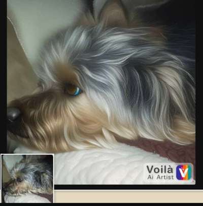 Voila app Bilder-Beitrag-Bild