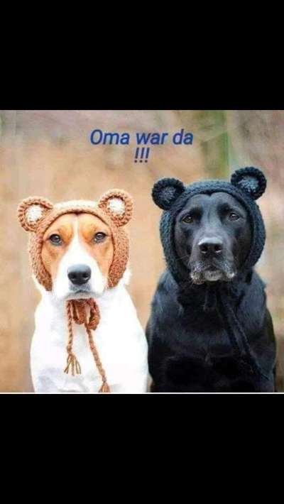 Hier ist der Spaßthread. Zum Schmunzeln und Kaputtlachen-Beitrag-Bild