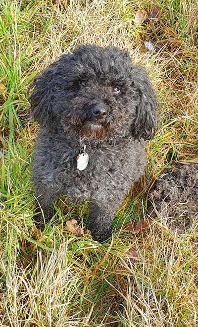 Fotochallenge NR. 123     -Karneval der Tiere--Beitrag-Bild