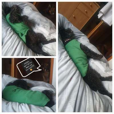 Hunde Memes-Beitrag-Bild