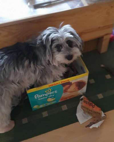 Dogorama Photo Challenge - Hündische Haushaltshilfe-Beitrag-Bild