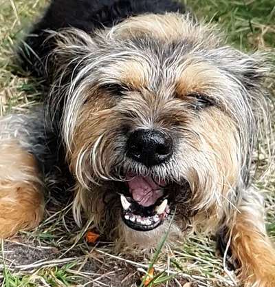 Dogorama Photo Challenge - Mäulchen auf-Beitrag-Bild